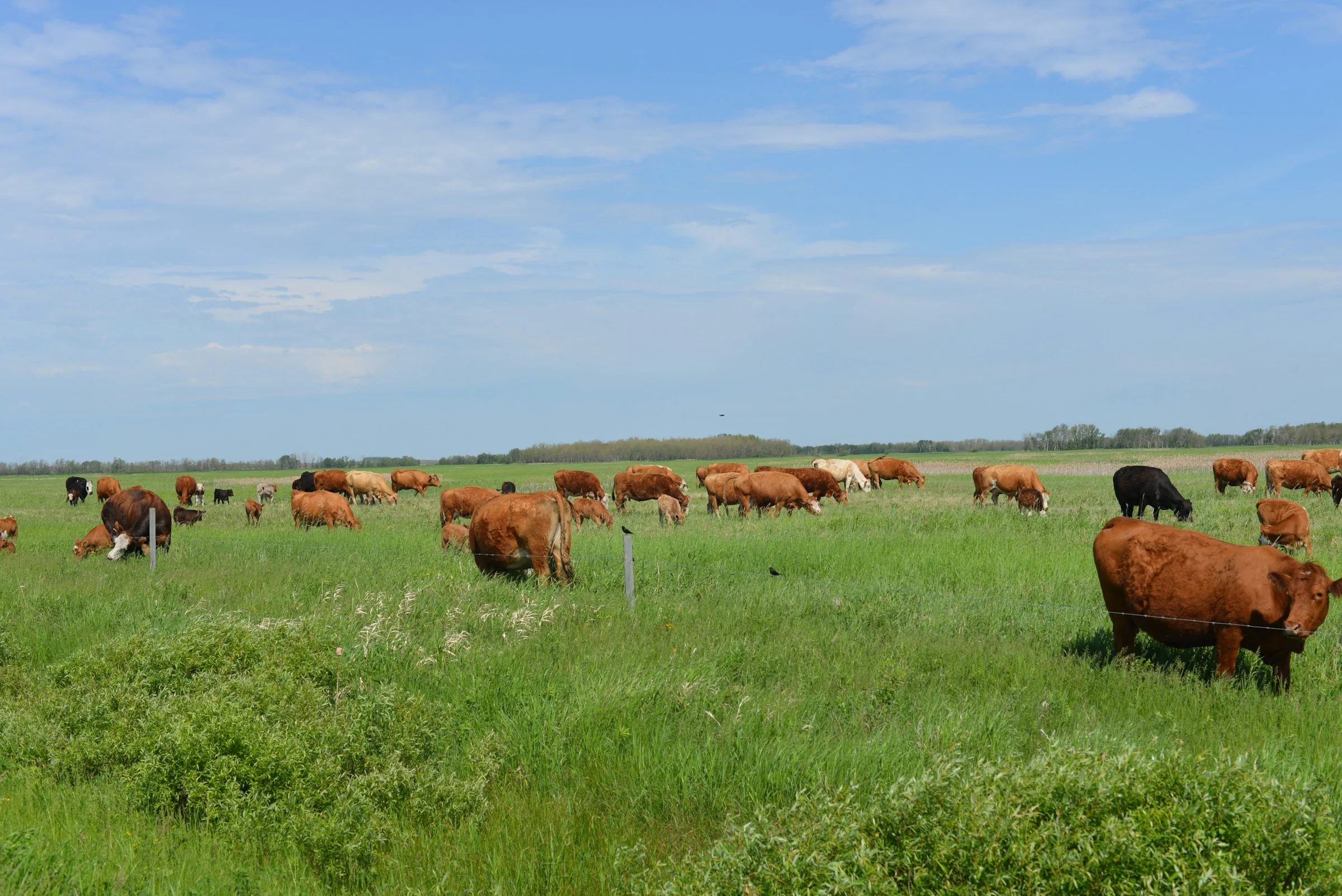 Rinderherde auf grüner Weide als Ursprung von Premium Rindfleisch